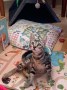 Arya